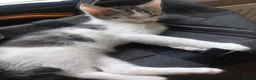 Mixed Breed cats for sale: Beautiful kittens for sale  - Advert 10