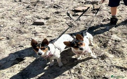 Chorkie dogs for sale: 2 lovely 1 year old puppies  - Image 1