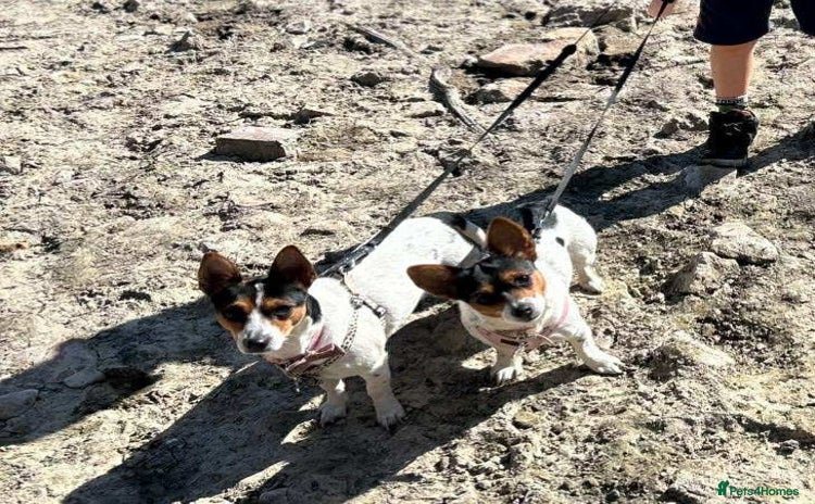Chorkie dogs - Advert 1