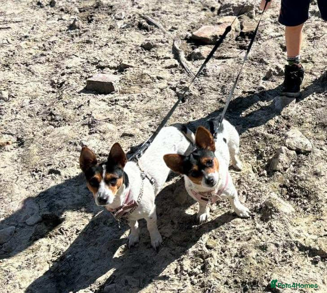 Chorkie dogs for sale: 2 lovely 1 year old puppies  - Image 1