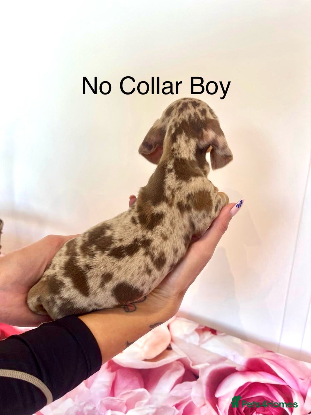 Miniature Dachshund dogs for sale: Lovely Happy Chocolate & Tan Dapple Babies  - Image 12