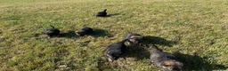 German Shepherd dogs for sale: Healthy & Chunky German Shepherd Puppies - Advert 4
