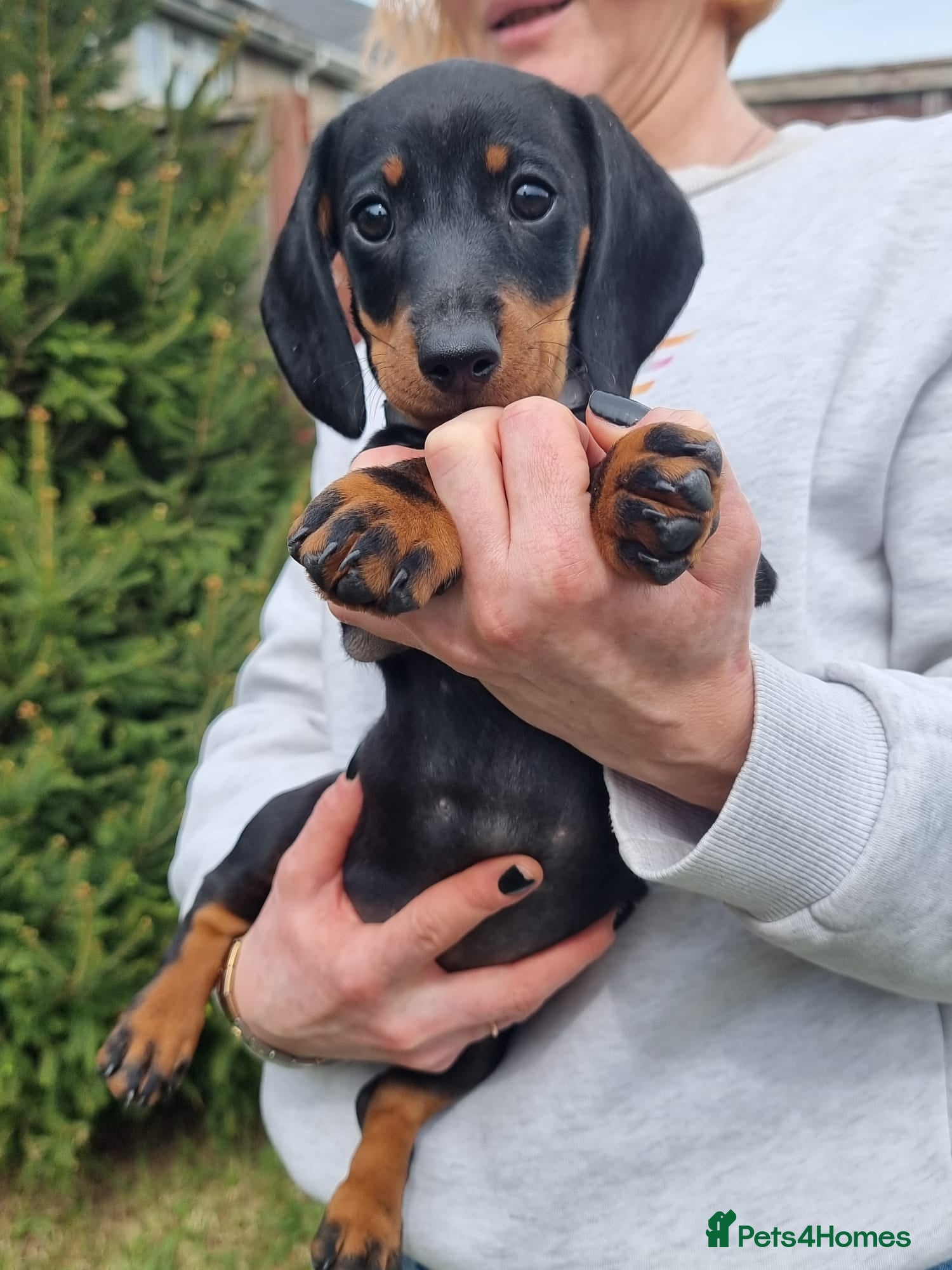 Dachshund dogs Standard dachshund  - Advert 6