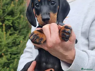 Dachshund dogs Standard dachshund - Advert 6