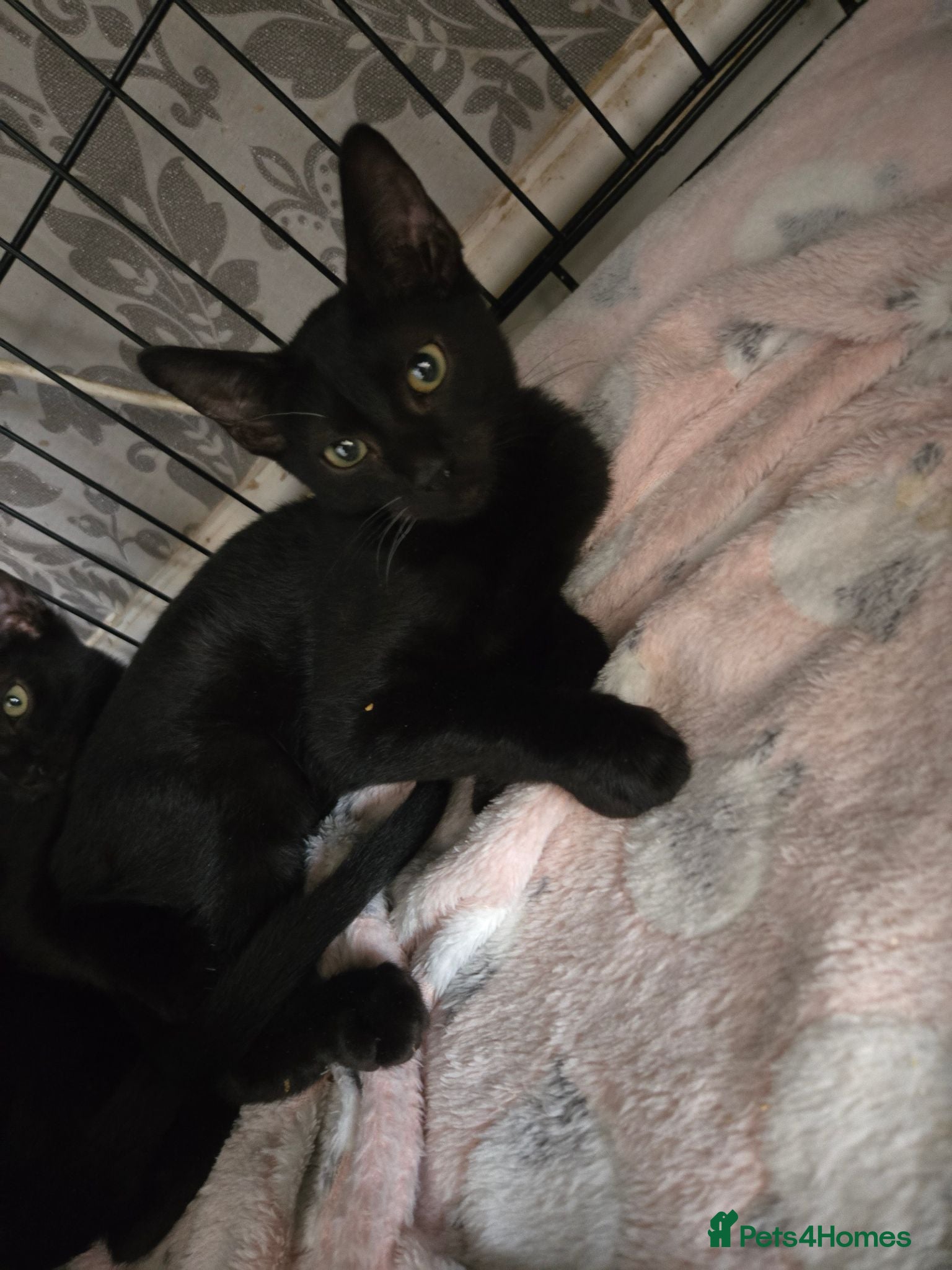 Mixed Breed cats Sphynx Lykoi kittens  - Advert 1