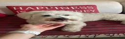 Coton De Tulear dogs for stud: Roger the dodger, available at studs.  - Advert 17