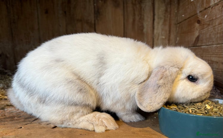 Mini Lop rabbits - Advert 15