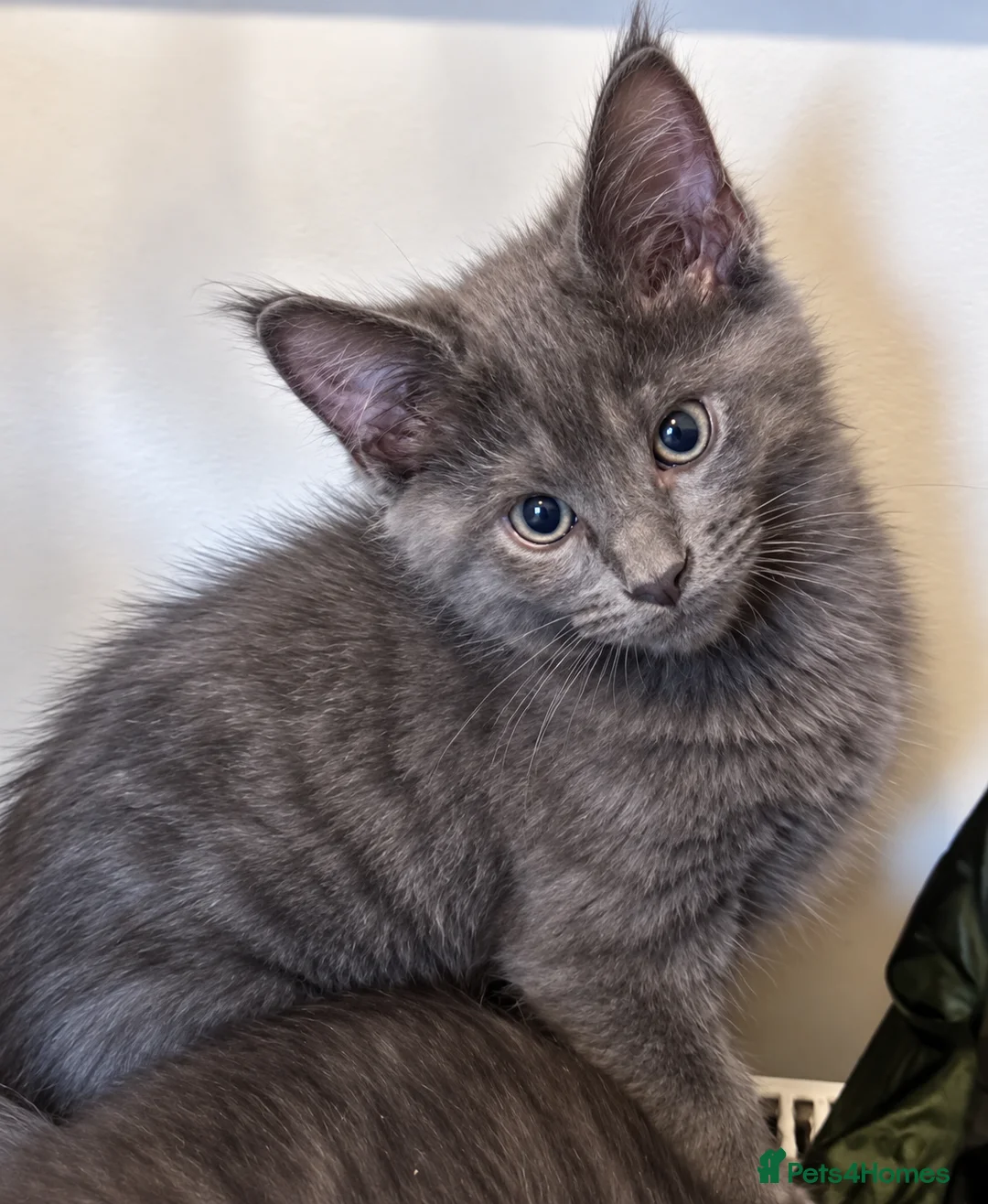 Mixed Breed cats for sale: Gorgeous Blue-Grey Maine Coon X Russian Blue - Advert 10