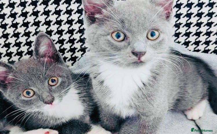 Mixed Breed cats - Advert 6