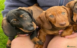 Dachshund dogs for sale: Stunning Dachshunds  - Image 1