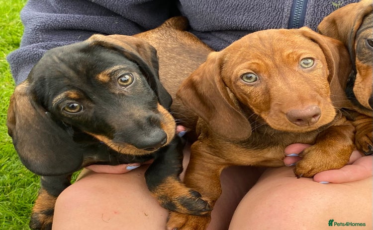 Dachshund dogs - Advert 4
