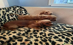 Cavapoo dogs for sale: Red Cavapoo Pups - Advert 11