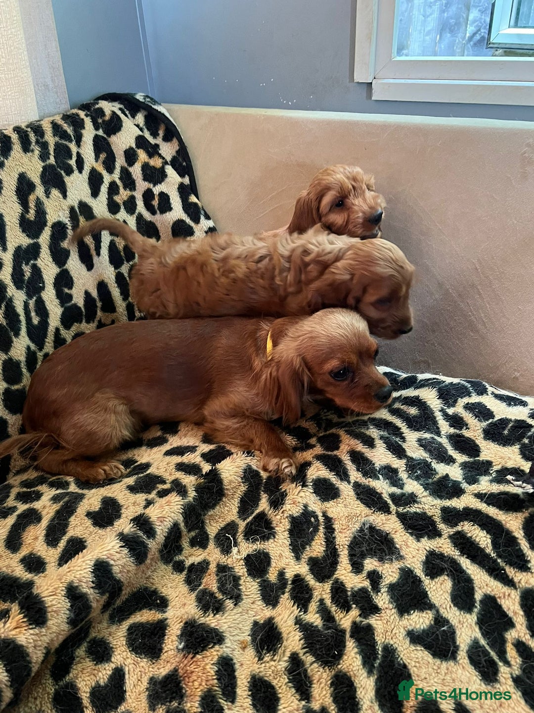 Cavapoo dogs for sale: Red Cavapoo Pups - Advert 11