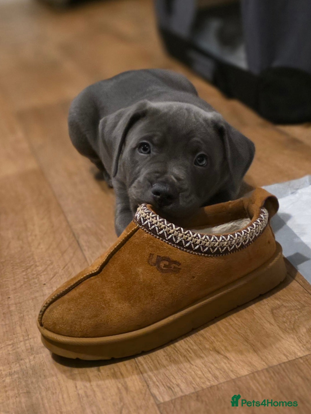 Staffordshire Bull Terrier dogs Chunky PICK of the litter blue staffy - Advert 9