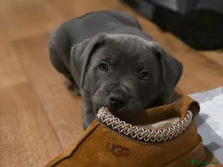 Staffordshire Bull Terrier dogs Chunky PICK of the litter blue staffy - Advert 9