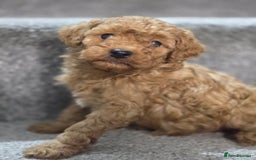 Cavapoo dogs for sale: Miniature F1B Cavapoo puppies 1 Left - Image 1
