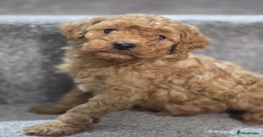Cavapoo dogs - Advert 13