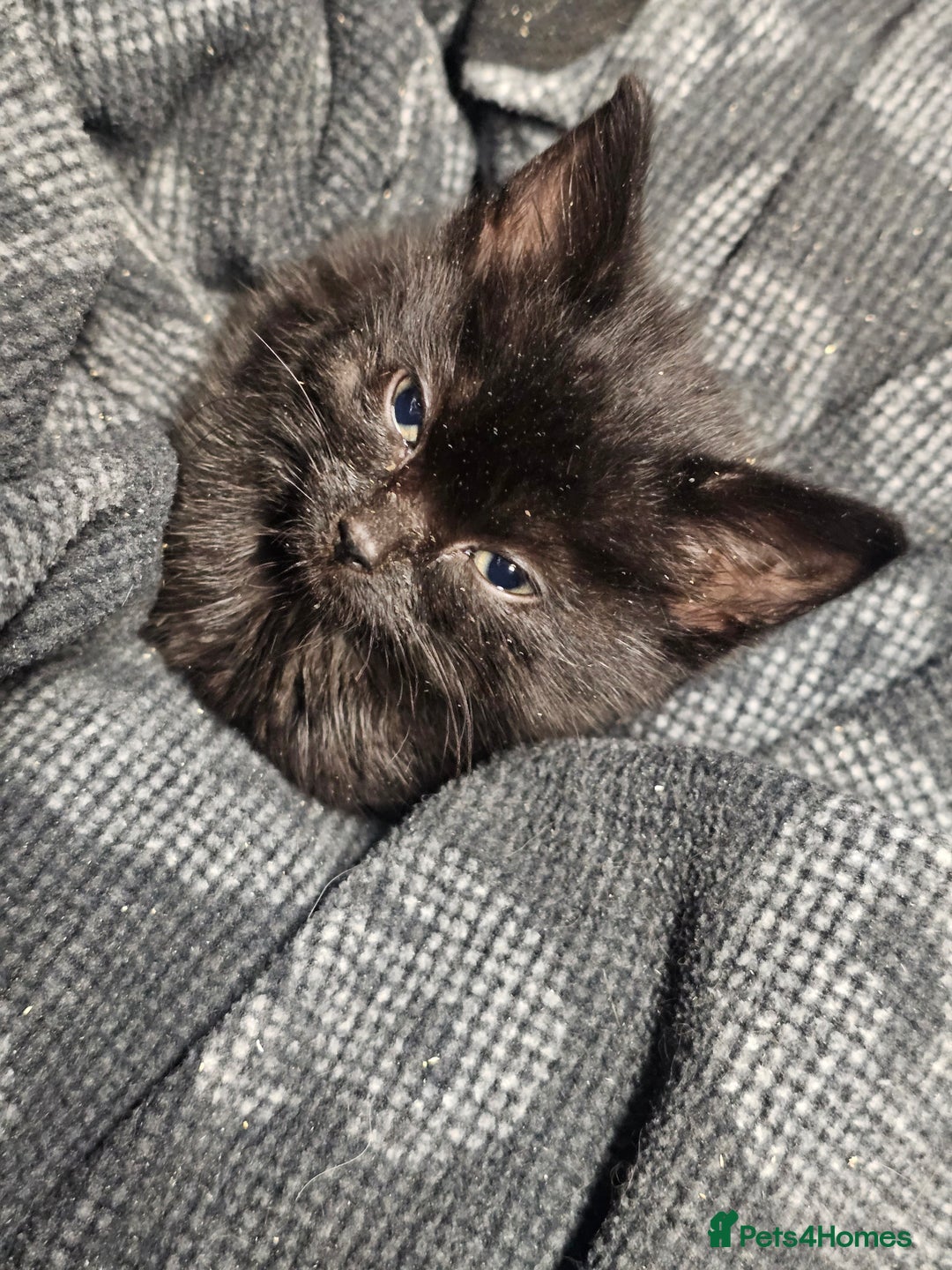 Mixed Breed cats for sale: 4 Gorgeous Bombay-Heritage Kittens- Litter Trained - Advert 13