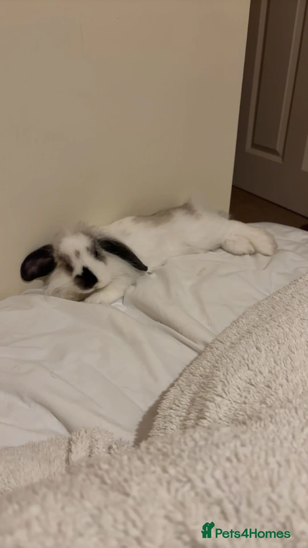 Mixed Breed rabbits for sale: (Lop + Lionhead) mix breed male rabbit  in Bath - Advert 6