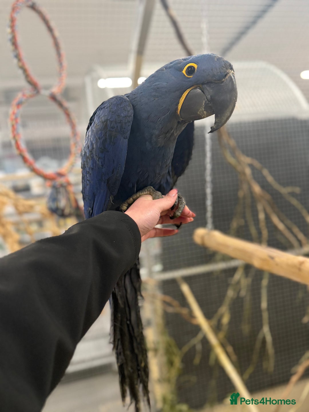 Macaws birds for sale: Beautiful Baby Handreared Hyacinth Macaw  - Advert 4
