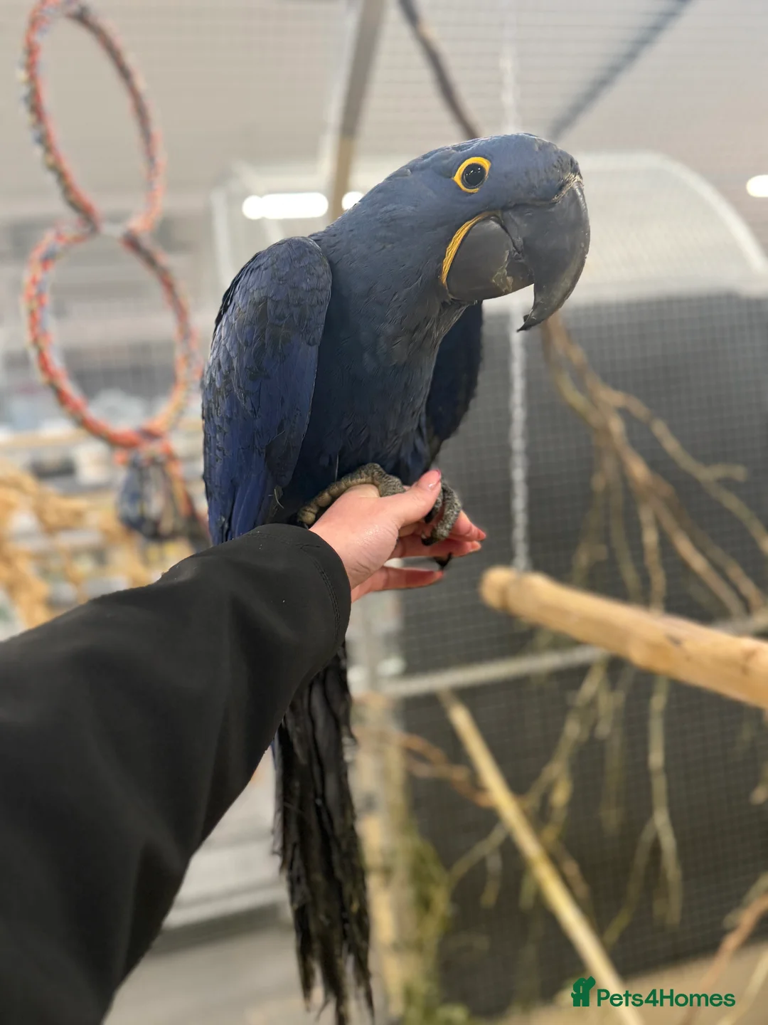 Macaws birds for sale: Beautiful Baby Handreared Hyacinth Macaw  - Advert 4