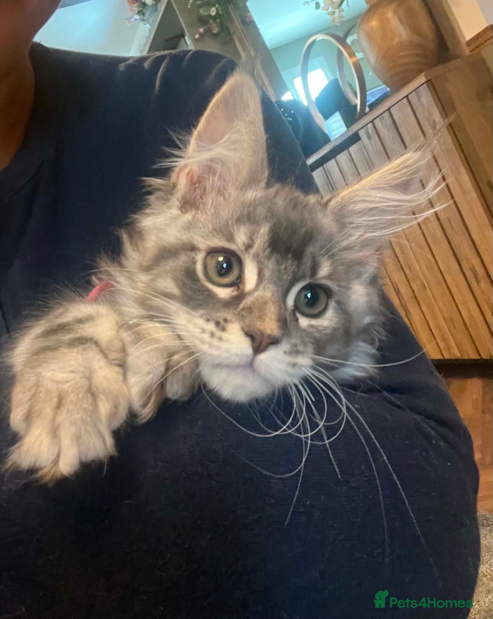Maine Coon cats **PURE XL Maine Coon Kittens** - Advert 1
