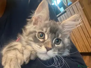 Maine Coon cats *Last One* PURE XL Maine Coon Kitten - Advert 4