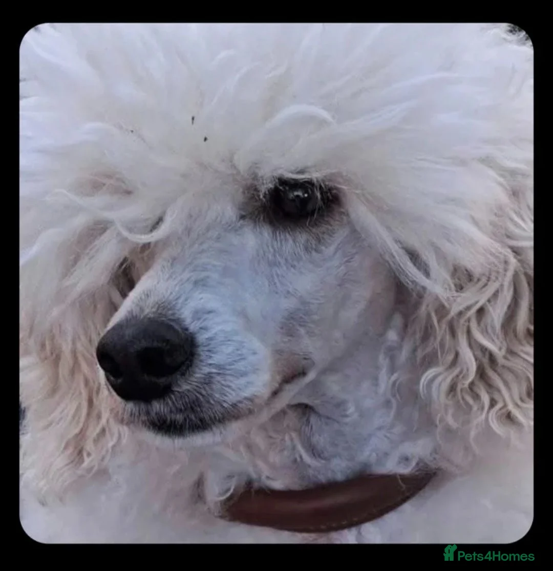 Miniature Poodle dogs for sale: Miniature poodle adult - Advert 3