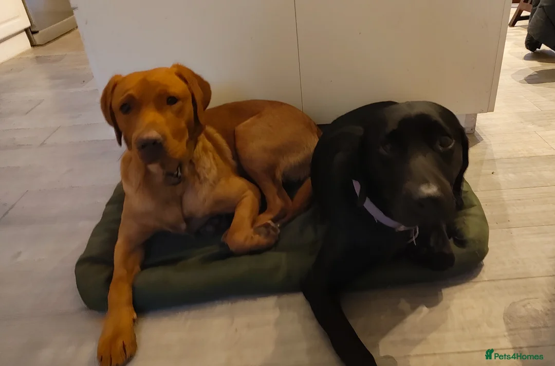 Labrador Retriever dogs for sale: Litter of fox red and black Labrador puppies  - Advert 17