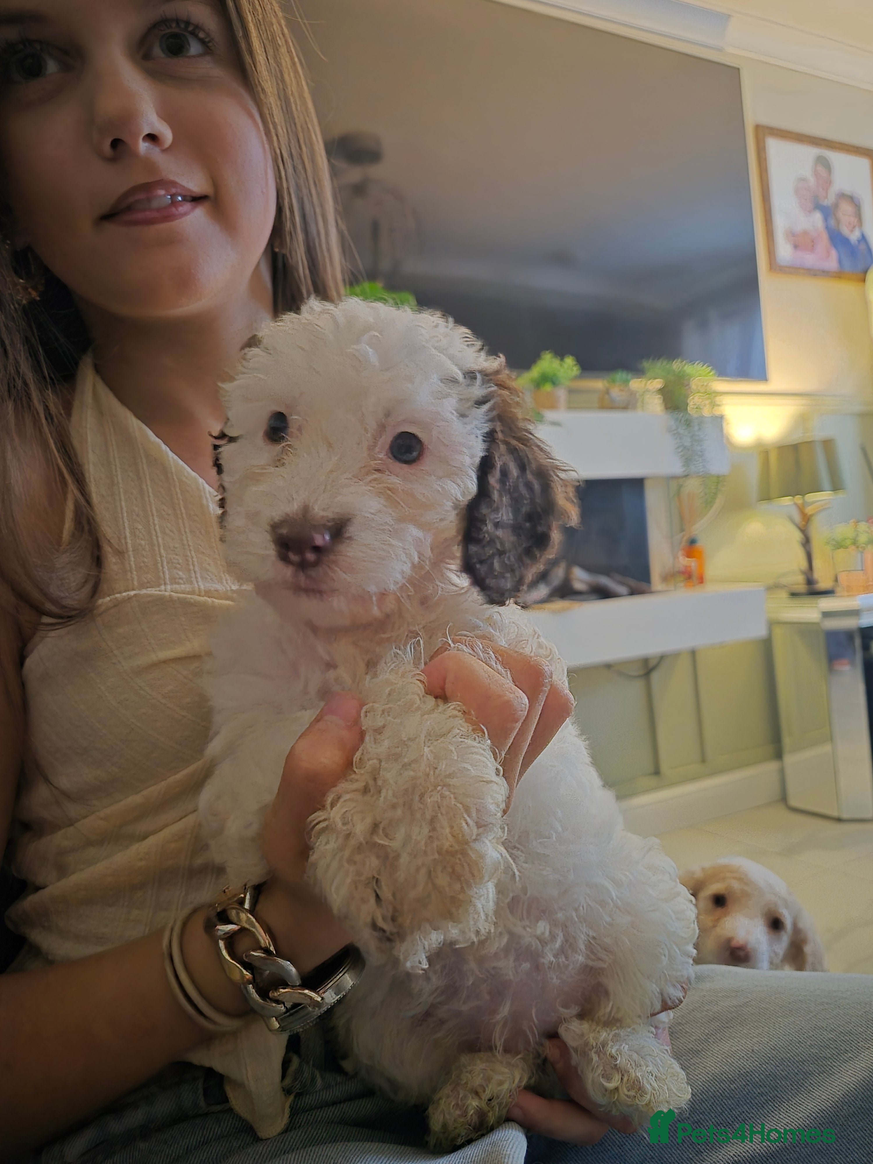 Cockapoo dogs F2 generation cockerpoo puppys  - Advert 2