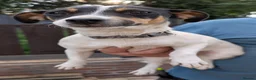Jack Russell dogs for sale: Forever Home for Rosie and Roxie in Houghton le Spring - Advert 2