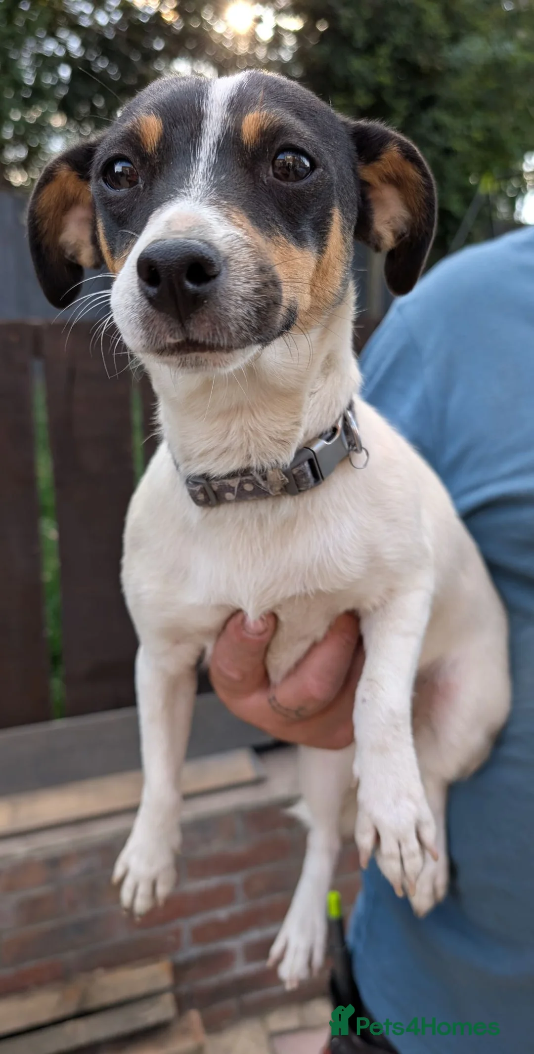 Jack Russell dogs for sale: Forever Home for Rosie and Roxie in Houghton le Spring - Advert 2