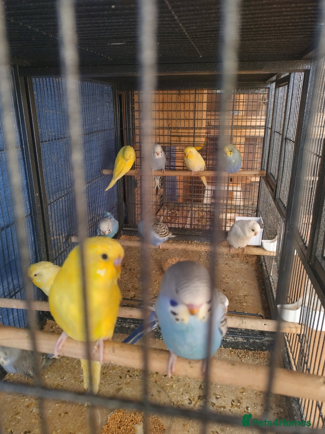 Budgerigars birds for sale: For sale  - Advert 1