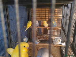 Budgerigars birds For sale - Advert 19