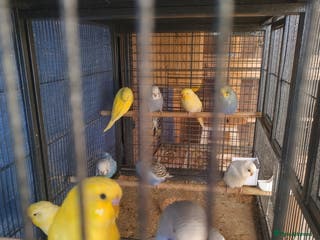 Budgerigars birds For sale - Advert 4