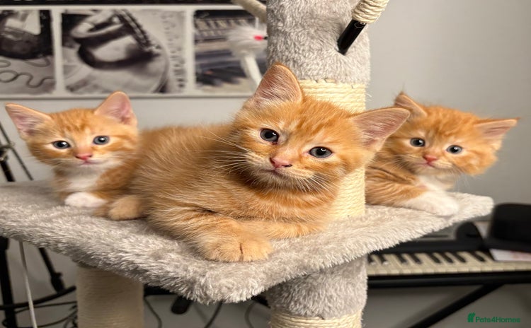 Mixed Breed cats - Advert 5