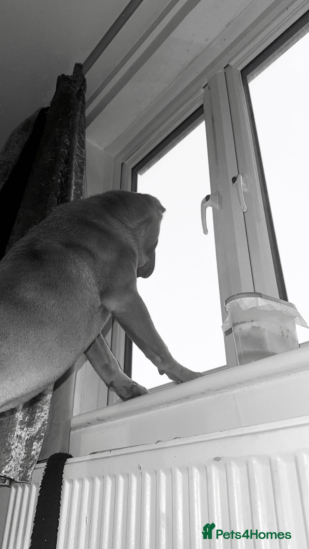 Shar Pei dogs for sale: Skye  - Image 3