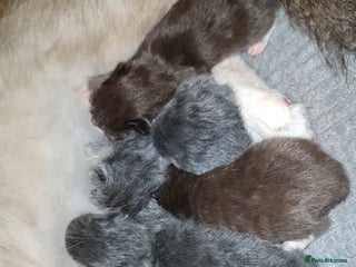 British Shorthair cats Beautiful cinnamon/choc and blue babies 😸 - Advert 2
