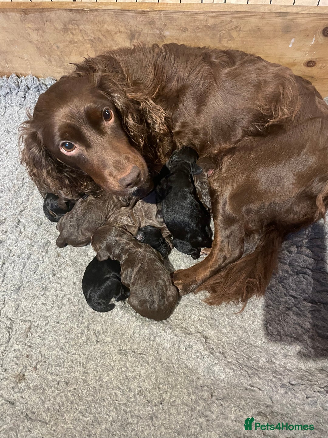 Cocker Spaniel dogs for sale: KC Registered Health Tested Working Cocker Spaniel - Advert 2