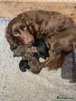 Cocker Spaniel dogs KC Registered Health Tested Working Cocker Spaniel - Advert 6