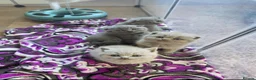 Scottish Fold cats for sale: Beautiful Scottish fold kittens.  in Boston - Advert 13