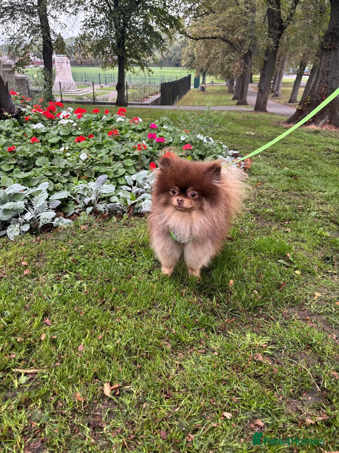 Pomeranian dogs for stud: Casanova (PROVEN STUD) KC Registered  - Advert 1