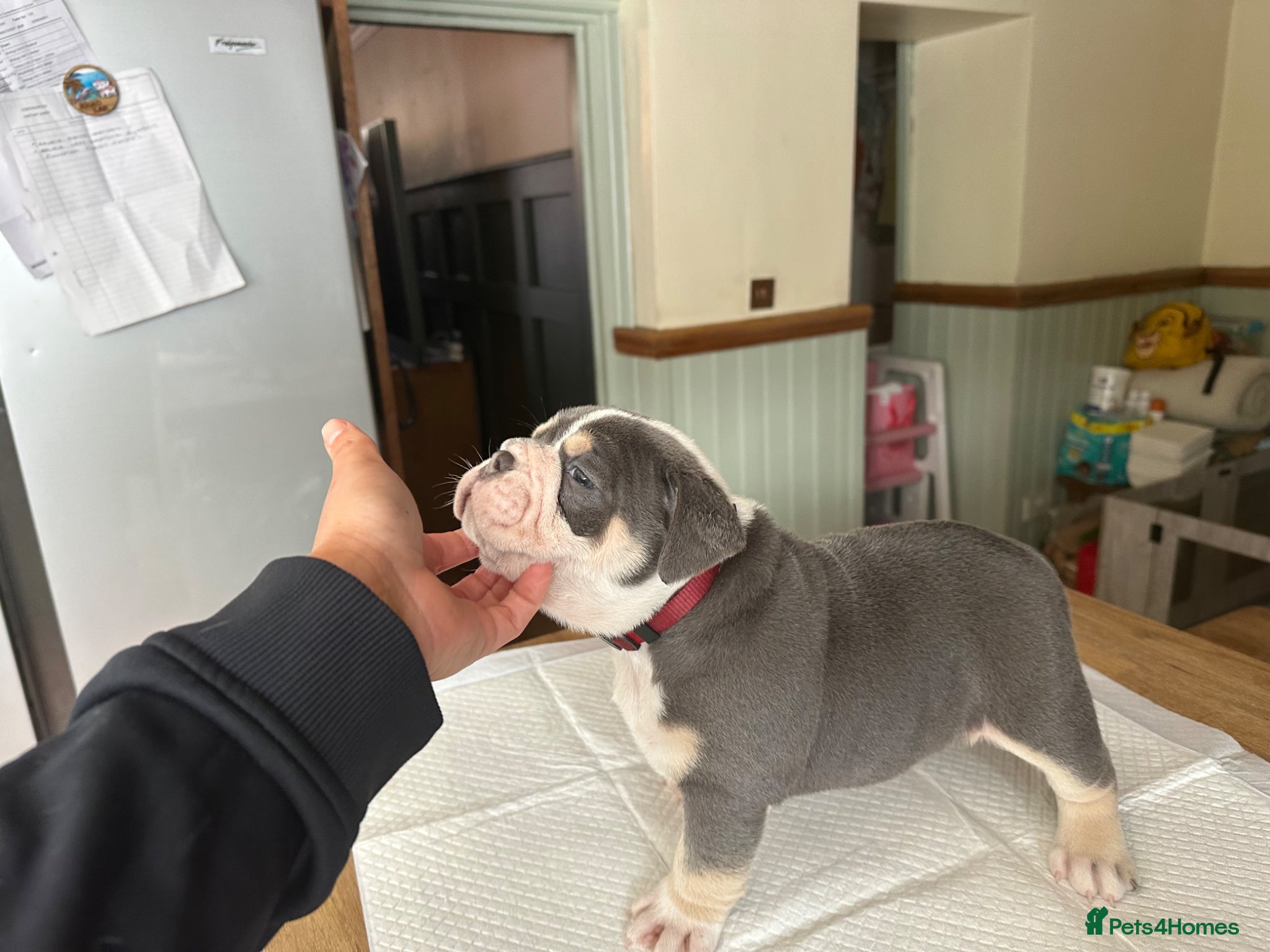 Dorset Olde Tyme Bulldogge dogs Beautiful true to the breed amazing quality🦍 - Advert 2