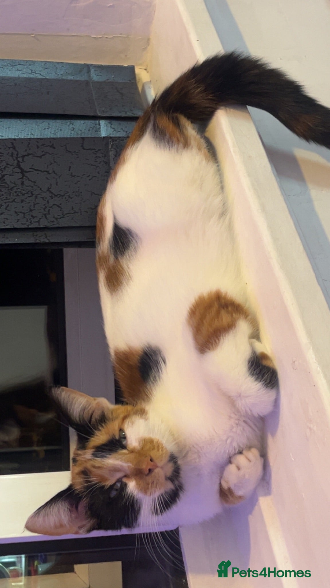 Mixed Breed cats Find them a loving forever home  - Advert 12