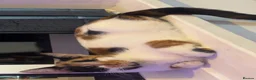 Mixed Breed cats for sale: Find them a loving forever home  - Advert 1