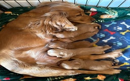 Cocker Spaniel dogs for sale: ⭐️🐶 KC REG- Red working cocker spaniel pups🐶⭐️ - Image 6