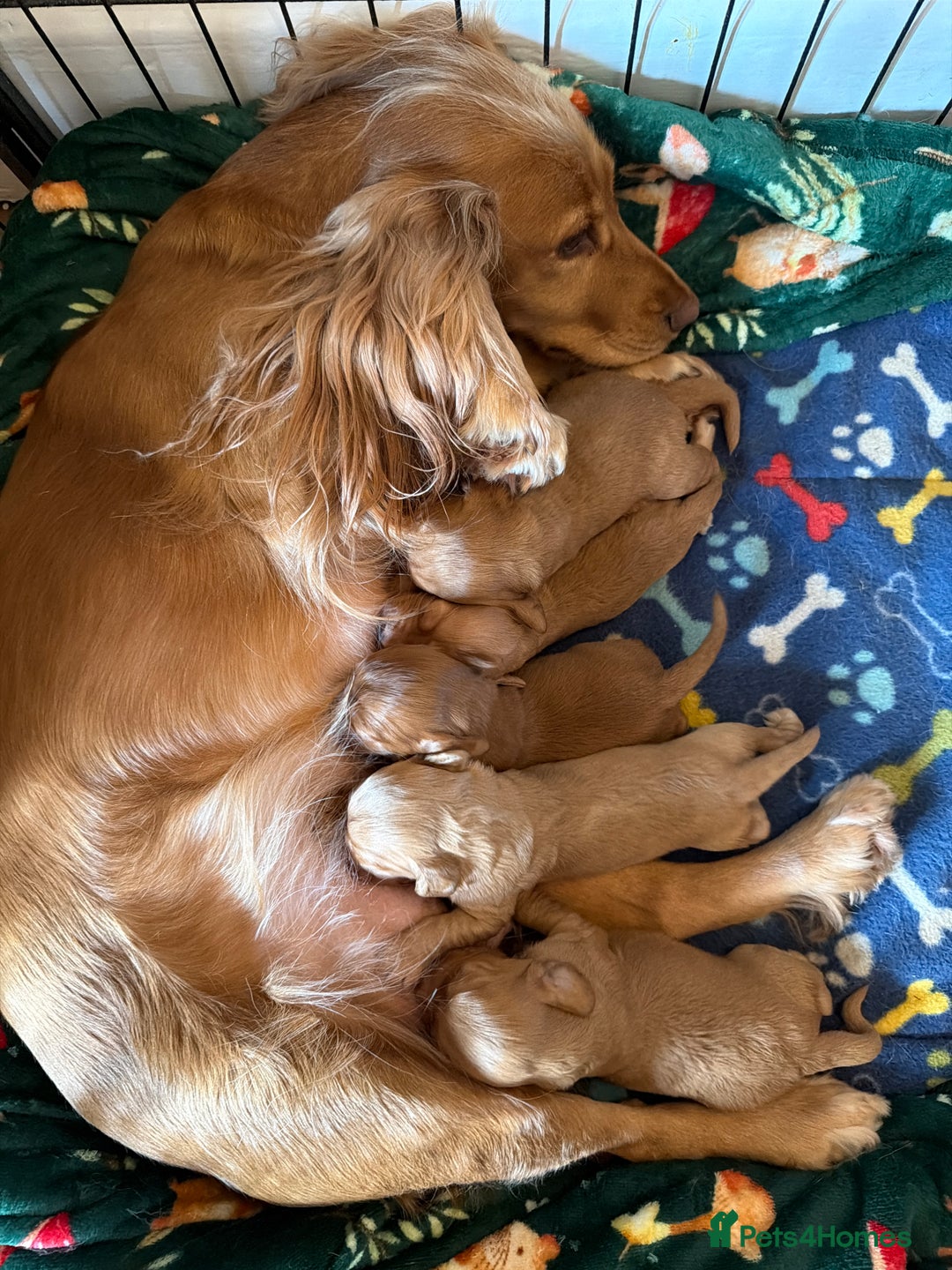 Cocker Spaniel dogs for sale: ⭐️🐶 KC REG- Red working cocker spaniel pups🐶⭐️ - Image 6