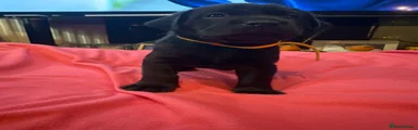 Labrador Retriever 2