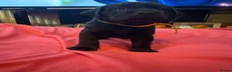 Labrador Retriever dogs for sale: Beautiful Black and golden Labrador puppies - Advert 17