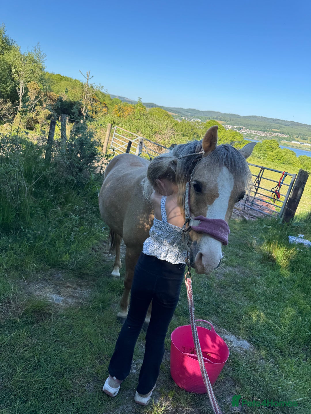 Welsh Section B horses for sale: Palomino Welsh B Non Ridden Companion/ InHand Pony - Image 4